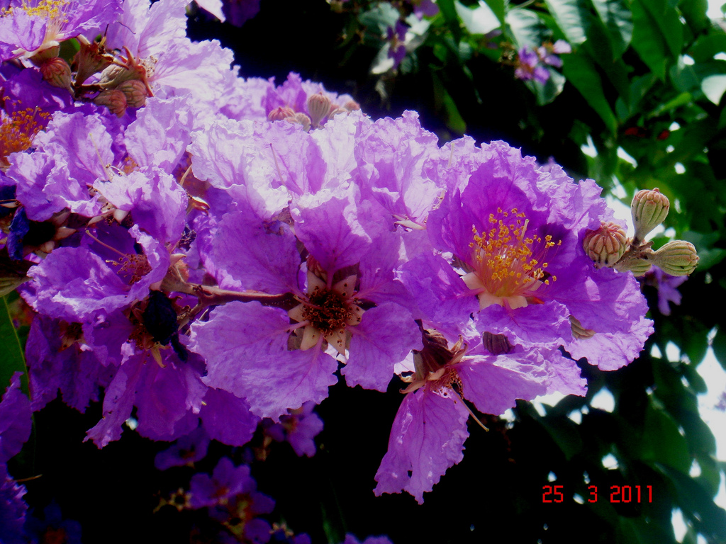 معرفی و راهنمای پرورش درختان زینتی - درختچه توری ملکه